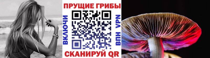 Галлюциногенные грибы Psilocybe  где купить наркоту  Буйнакск 